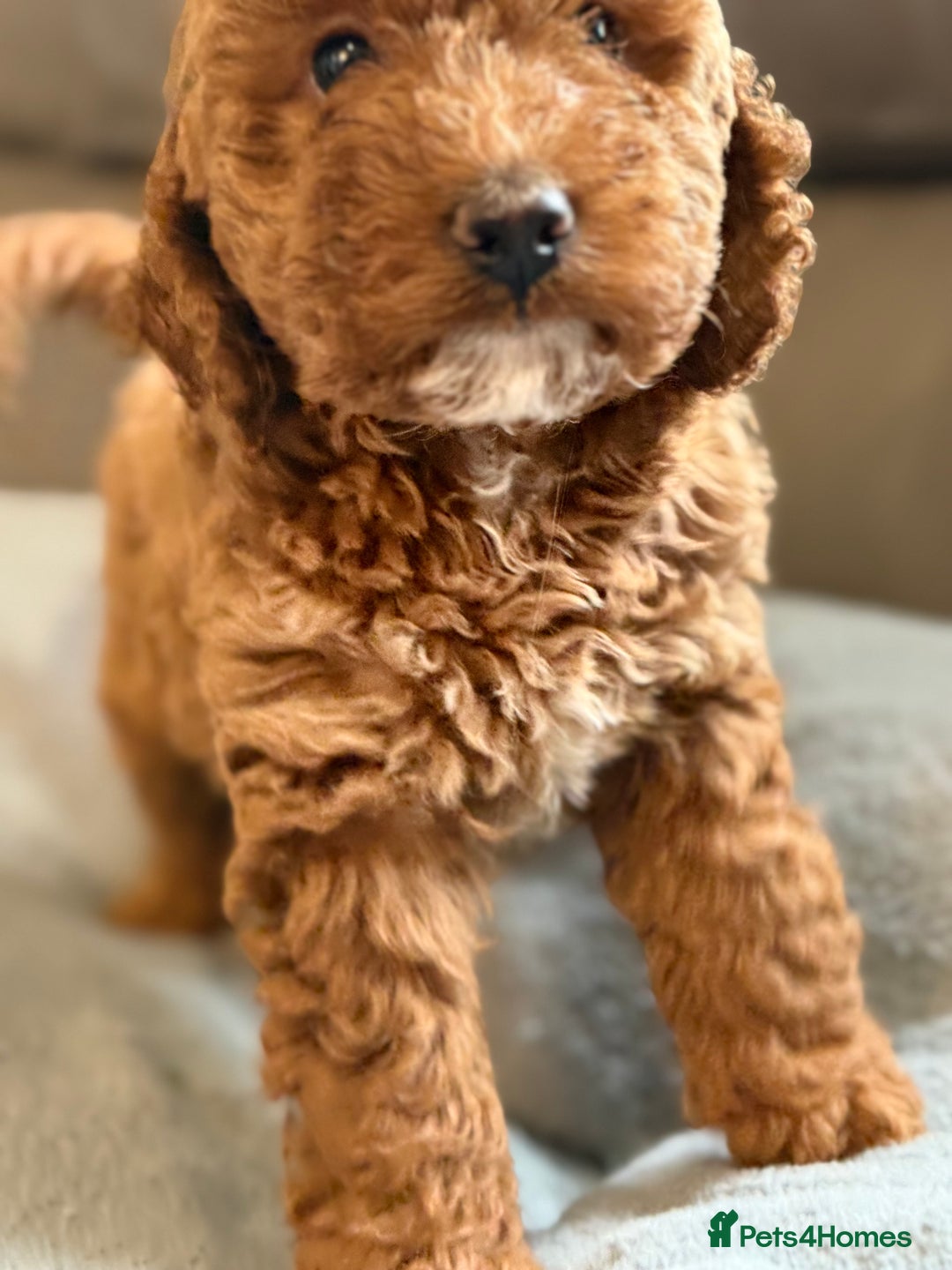 Cockapoo dogs for sale: STUNNING TOP-QUALITY COCKAPOO PUPPIES RARE COLOURS - Advert 9