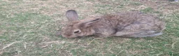 Mixed Breed rabbits for sale: Very cute bunny/rabbit called Gopslop in Leeds - Advert 2