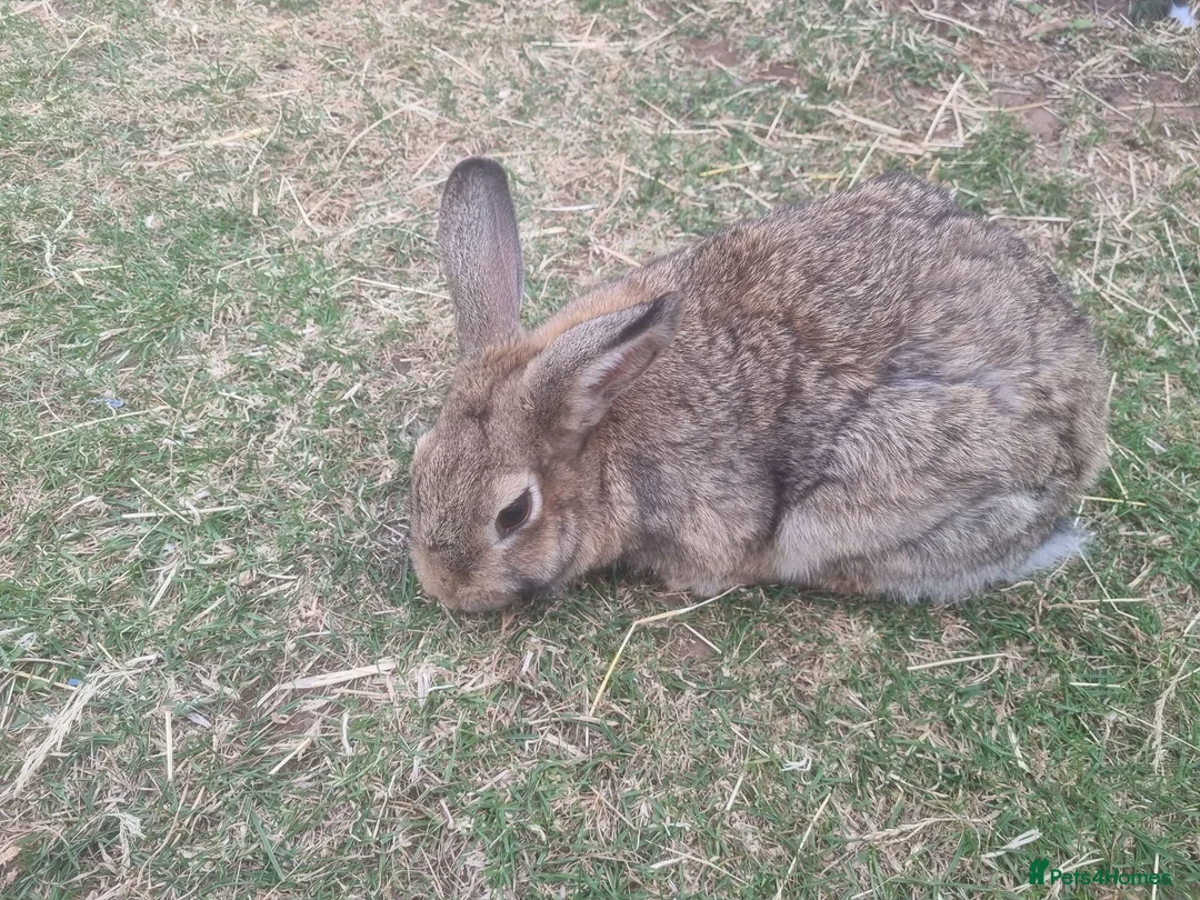 Mixed Breed rabbits for sale: Very cute bunny/rabbit called Gopslop in Leeds - Advert 2