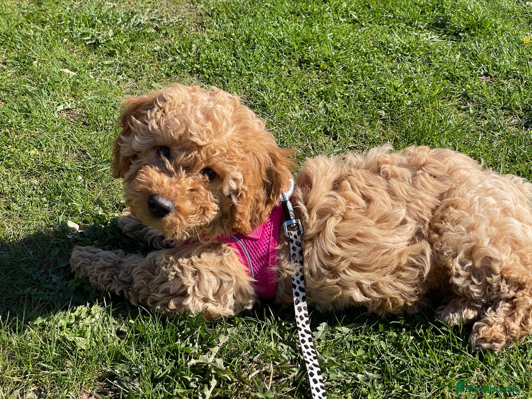 Cavachon dogs for adoption: Cavapoochon - Advert 11