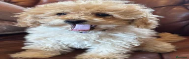 Miniature Poodle 2