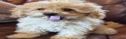 Miniature Poodle dogs for sale: FOUR BEAUTIFUL APRICOT MINIATURE POODLE PUPPIES - Advert 13