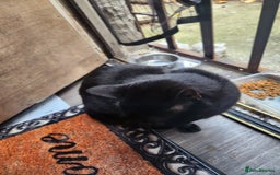 Mixed Breed cats for sale: Beautiful black cat  - Image 4