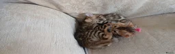 Bengal cats for sale: Family raised TICA Bengal kittens - Advert 17