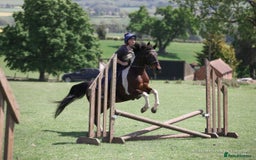 Other Breed horses for sale: Stunning Coloured Gelding - Advert 5