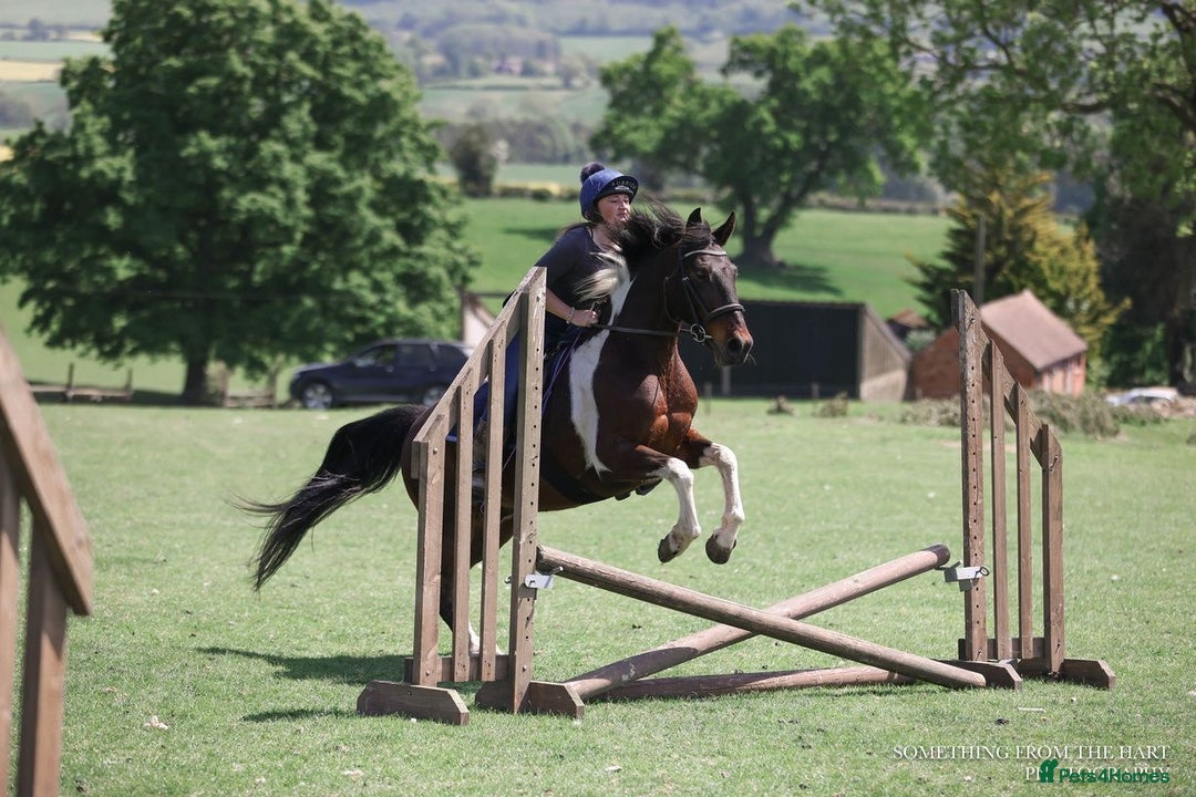 Other Breed horses for sale: Stunning Coloured Gelding - Advert 5
