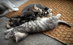 Domestic Shorthair cats for sale: Beautiful 9 Week Old Kittens  - Image 10