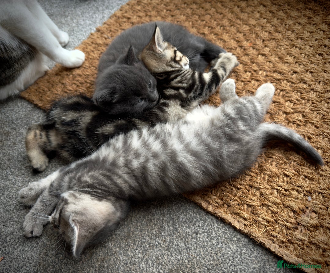 Domestic Shorthair cats for sale: Beautiful 9 Week Old Kittens  - Image 10