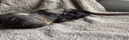 Guinea Pig rodents for sale: Neutered male bonded males  in Chesterfield - Advert 2