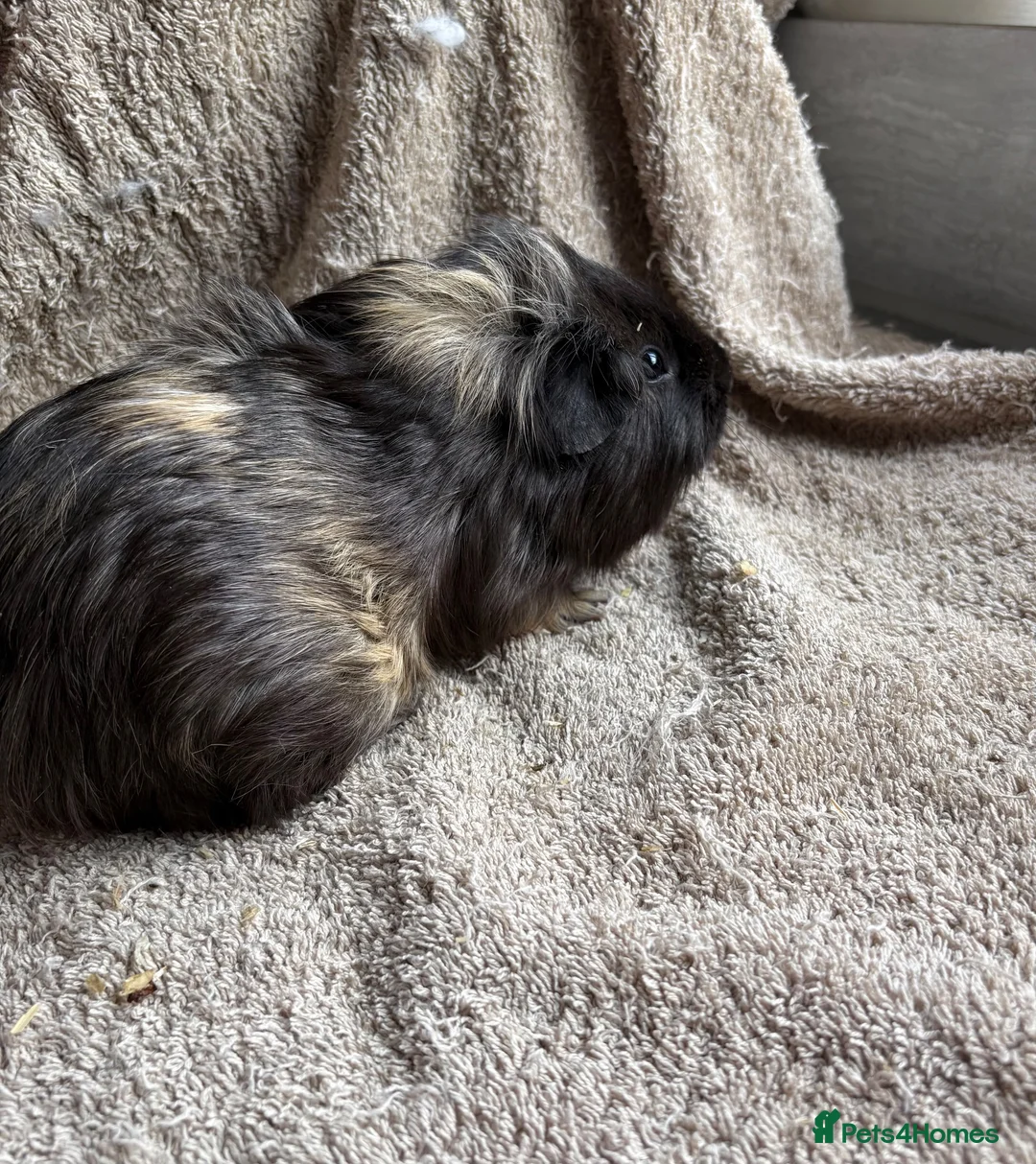 Guinea Pig rodents for sale: Neutered male bonded males  in Chesterfield - Advert 2