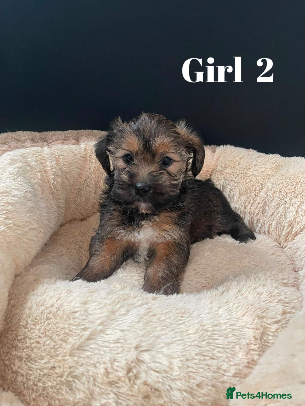 Shorkie dogs  Shorkie puppies Ready for their Forever Homes ✨ - Advert 2