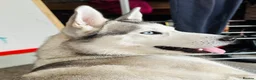 Pomsky dogs for sale: 3 Adorable Pomsky Puppies  - Advert 7