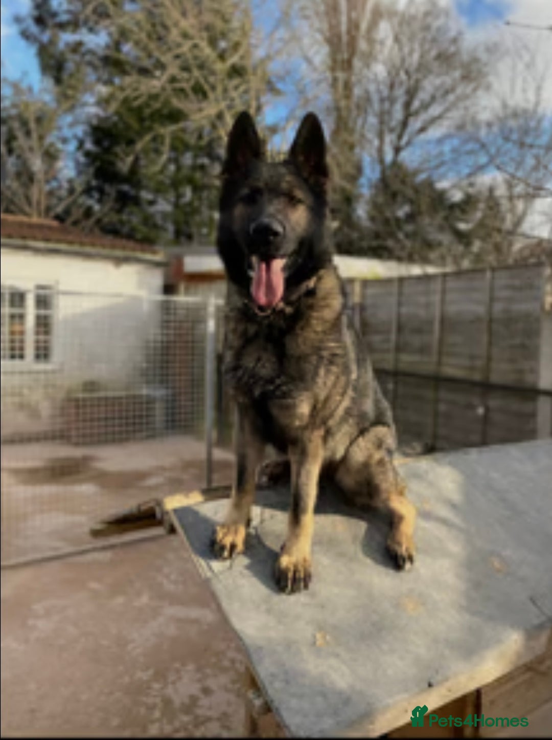 German Shepherd dogs for sale: Kc German Shepard Pup 8 weeks  - Image 3