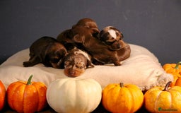 Miniature Dachshund dogs for sale: Pedigree KC show line miniature dachshund puppies  - Image 10