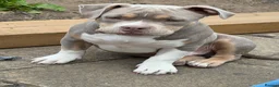 American Bully dogs for sale: Kane - American Pocket Bully  in London - Advert 1