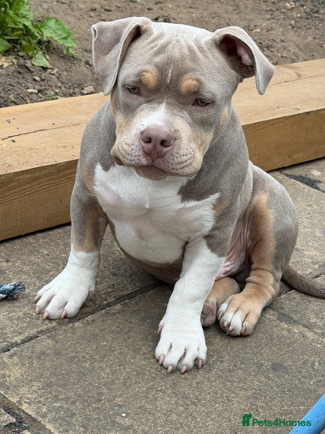 American Bully dogs for sale: Kane - American Pocket Bully  in London - Advert 1