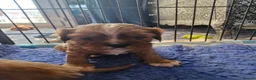 Cavalier King Charles Spaniel dogs for sale: KC reg Cavalier King Charles Spaniel puppies in Pudsey - Advert 3