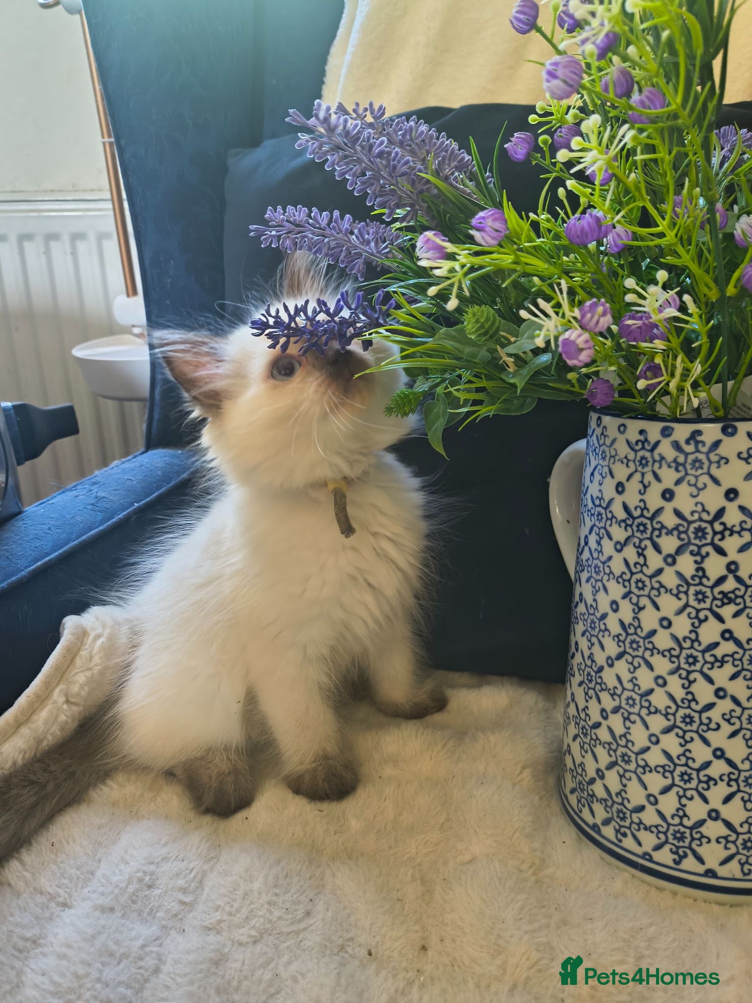 Ragdoll cats Perdolls  - Advert 2