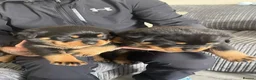 Rottweiler dogs for sale: Quality Rottweiler puppies  - Advert 8
