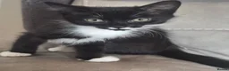 Mixed Breed cats for sale: Kittens  - Advert 3