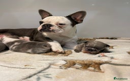 French Bulldog dogs for sale: Husky Panda Koi Frenchie = last 3 ready next week - Image 21