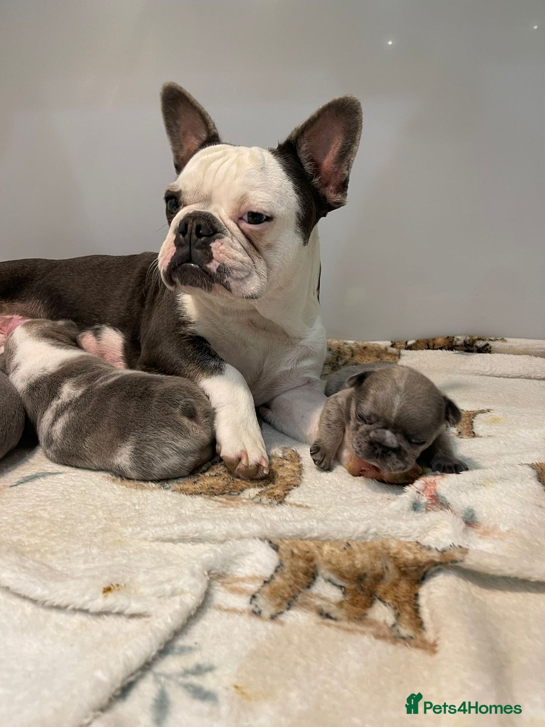 French Bulldog dogs for sale: Husky Panda Koi Frenchie = last 3 ready next week - Image 21