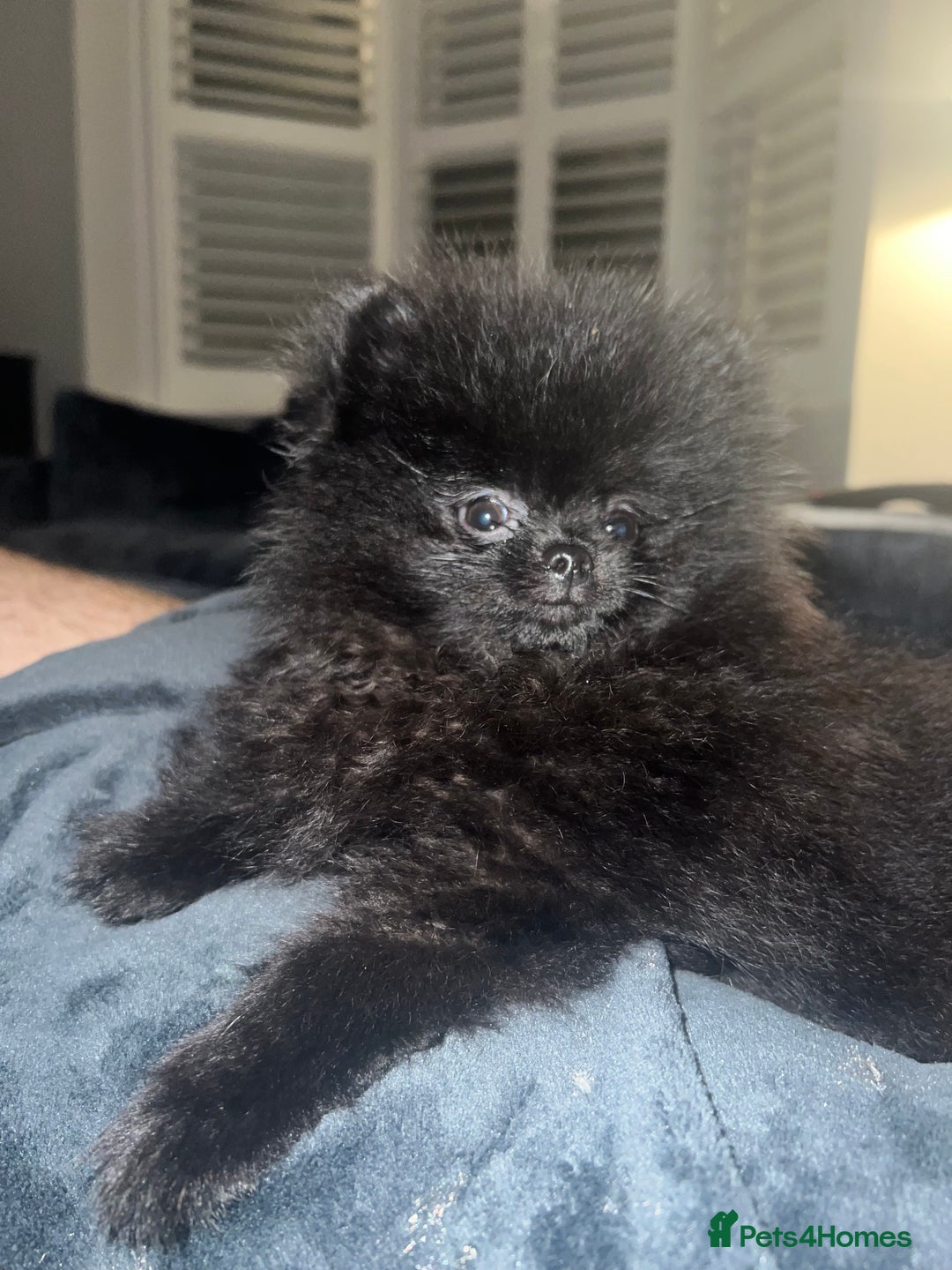 Pomeranian dogs for sale: Black Beauty - Advert 3