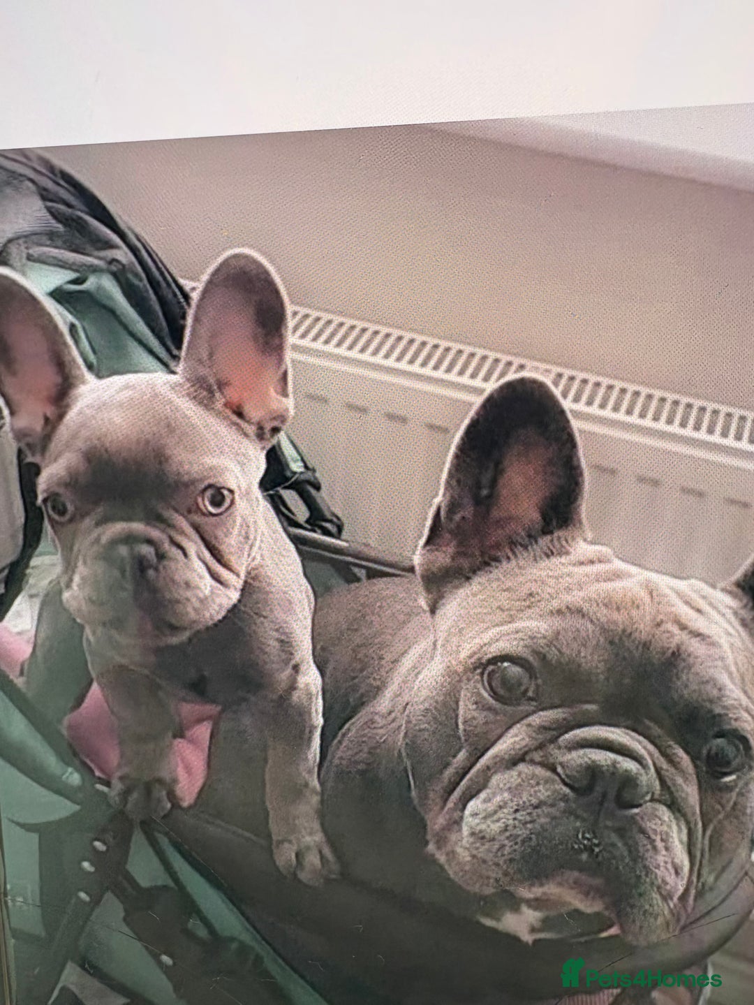 French Bulldog dogs for sale: French Blue Bulldog  - Image 4