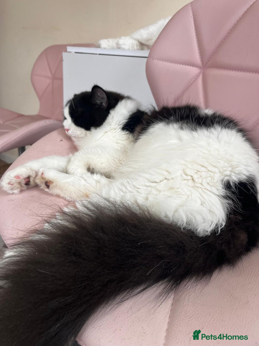 Persian cats for sale: Talkative Persian boy  - Image 3