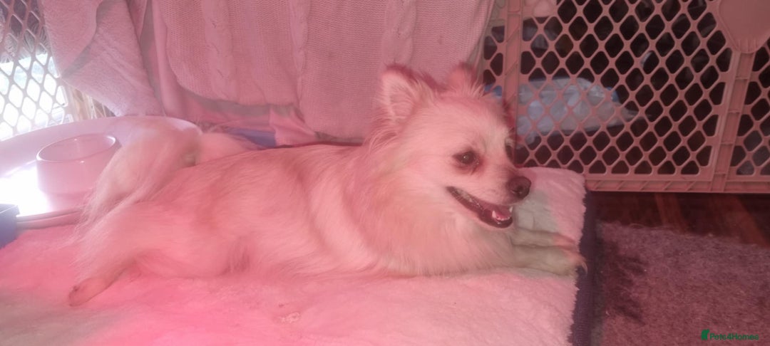 Pomeranian dogs for sale: 5 month old Pomeranian  - Image 9