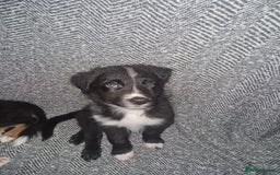 Border Collie dogs for sale: Stunning little litter of border collies  - Image 6