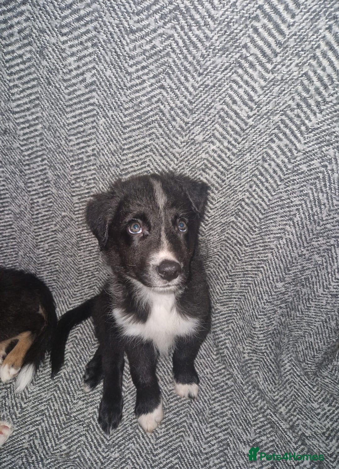 Border Collie dogs for sale: Stunning little litter of border collies  - Image 6