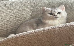 British Shorthair cats for sale: Affectionate Silver Chinchilla British Shorthair - Image 5