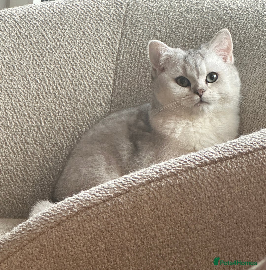 British Shorthair cats for sale: Affectionate Silver Chinchilla British Shorthair - Image 5