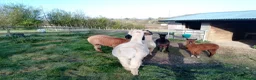 Alpaca livestock for sale: adult females and weanling males for sale - Advert 4