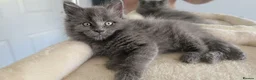 Maine Coon cats for sale: Maine coon kittens - Advert 14