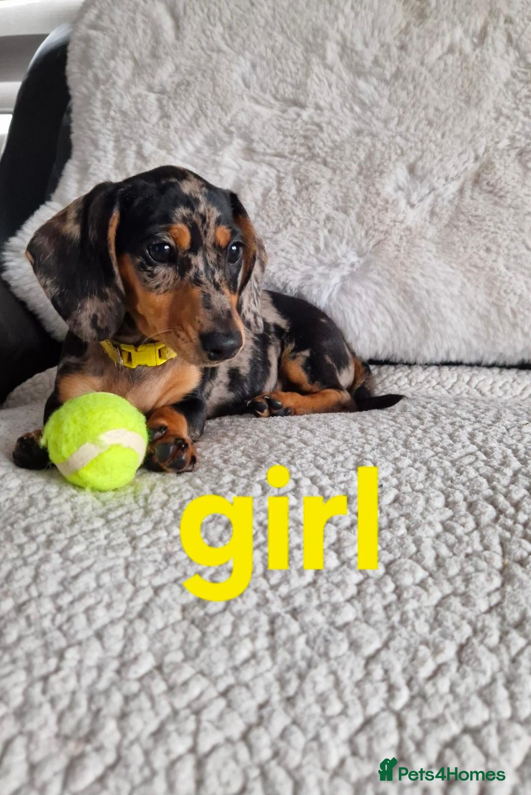 Miniature Dachshund dogs KC PRA CLEAR MINIATURE DACHSHUND  - Advert 1