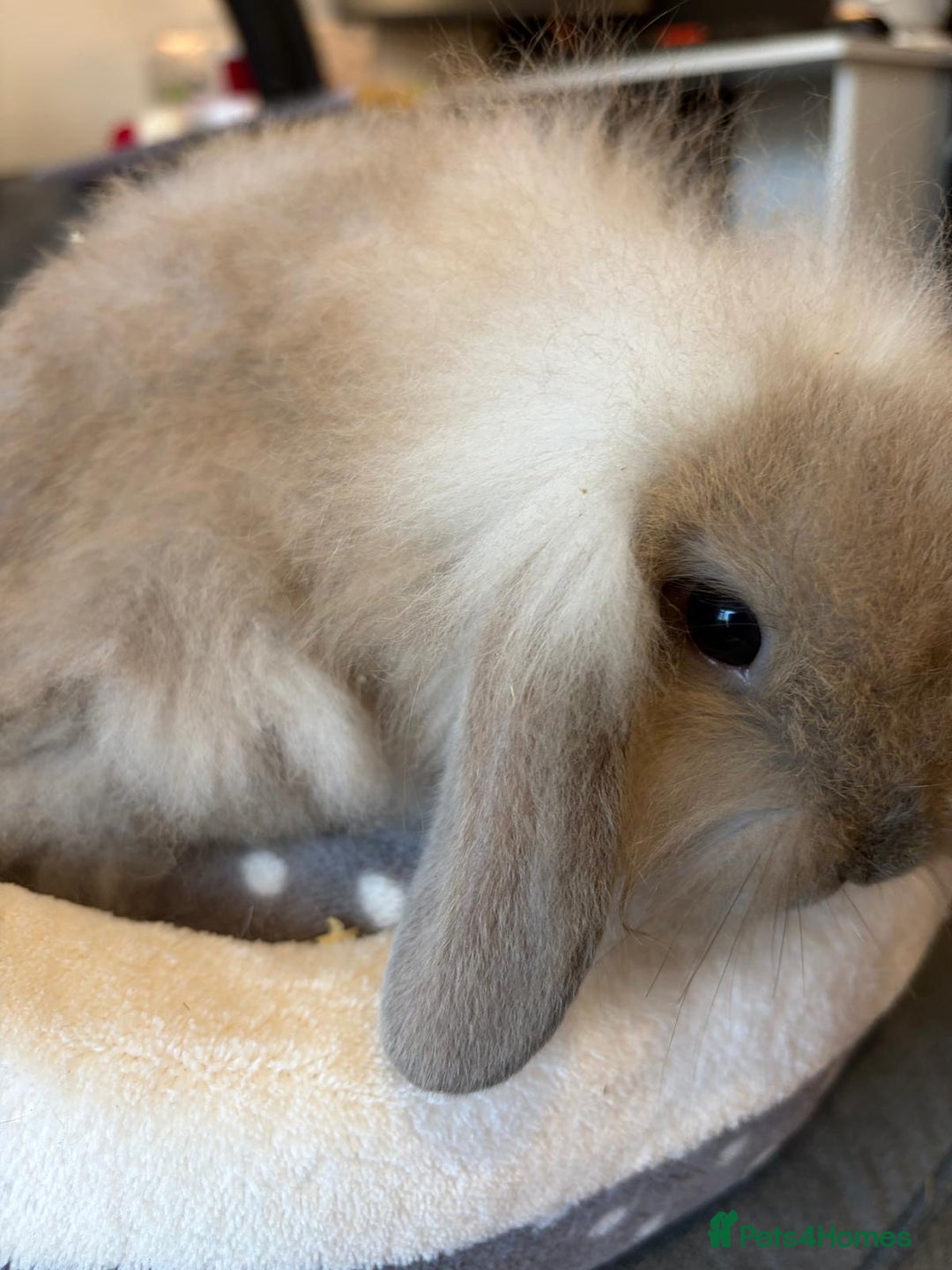 Lionhead rabbits for sale: Beautiful Lionhead/Mixed breed baby rabbits  - Image 8