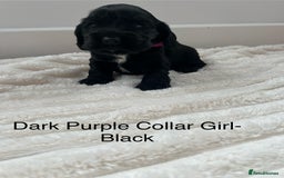Cocker Spaniel dogs for sale: Beautiful Cocker Spaniel Puppies  - Image 18