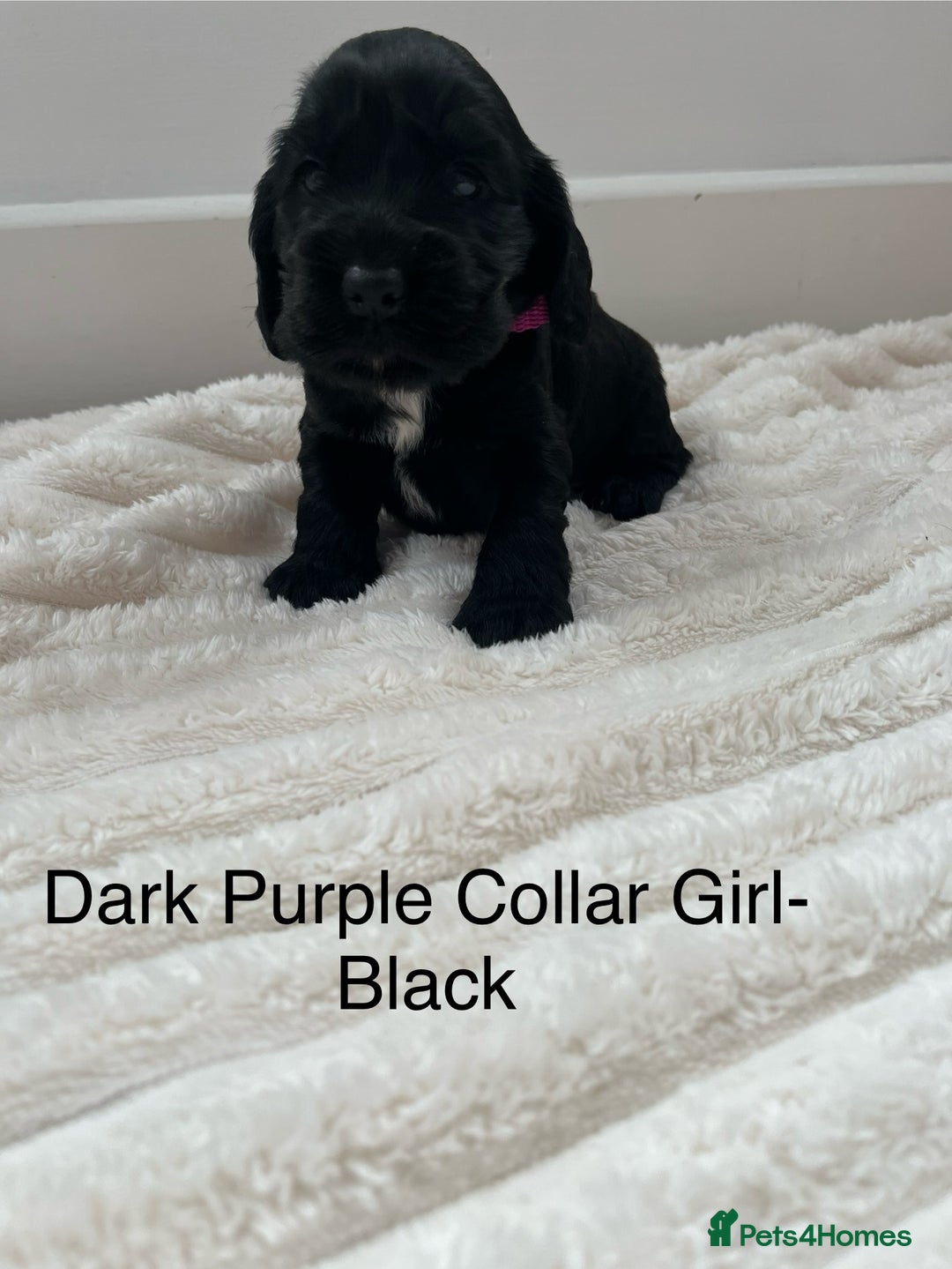 Cocker Spaniel dogs for sale: Beautiful Cocker Spaniel Puppies  - Image 18