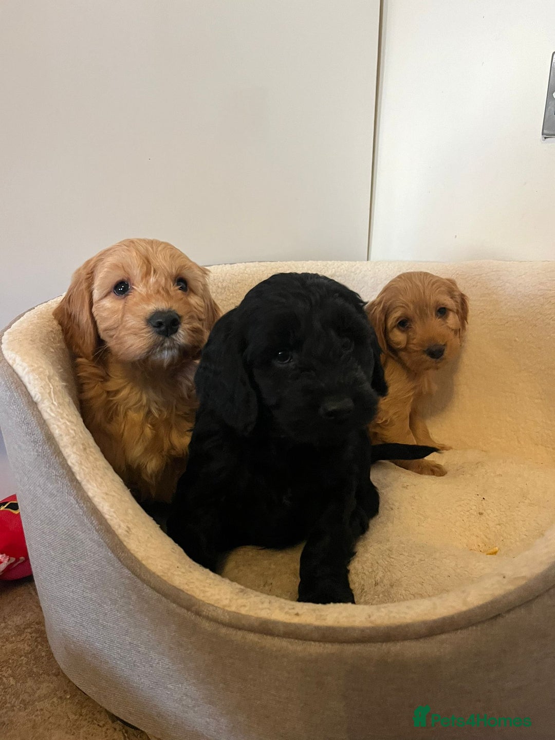 Cockapoo dogs for sale: Beautiful puppies  - Advert 3