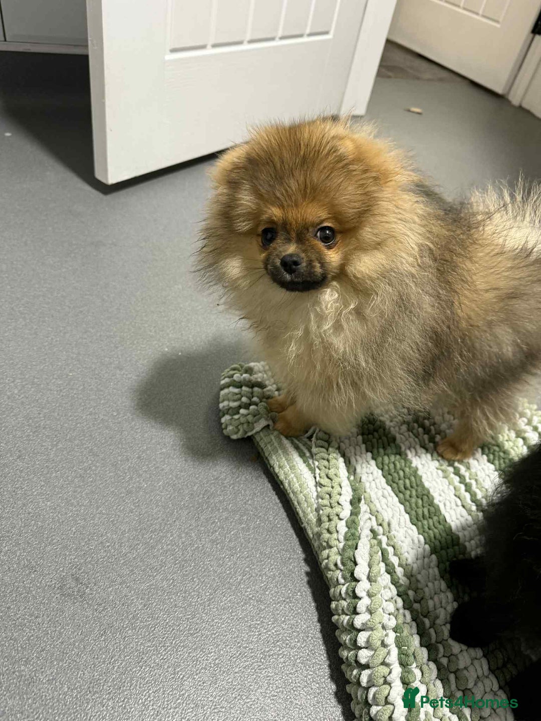 Pomeranian dogs for sale: Beautiful orange sable male - Image 2