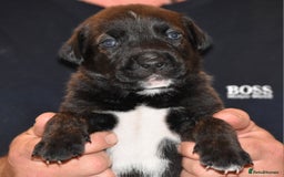 Belgian Shepherd Dog dogs for sale: Exceptional Herders from World-Class Lines - Image 27