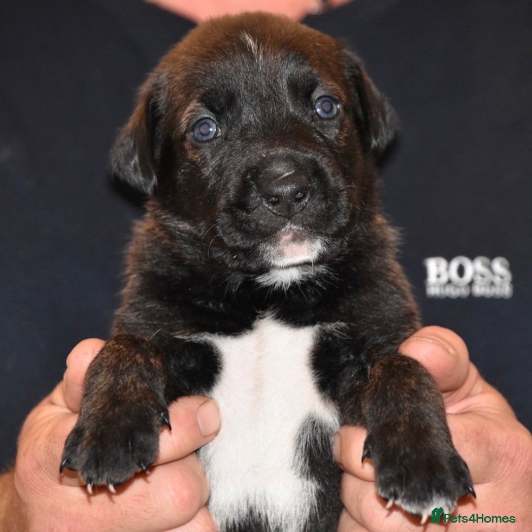 Belgian Shepherd Dog dogs for sale: Exceptional Herders from World-Class Lines - Image 27