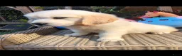 Golden Retriever dogs for sale: Beautiful golden retriever puppies  - Advert 6