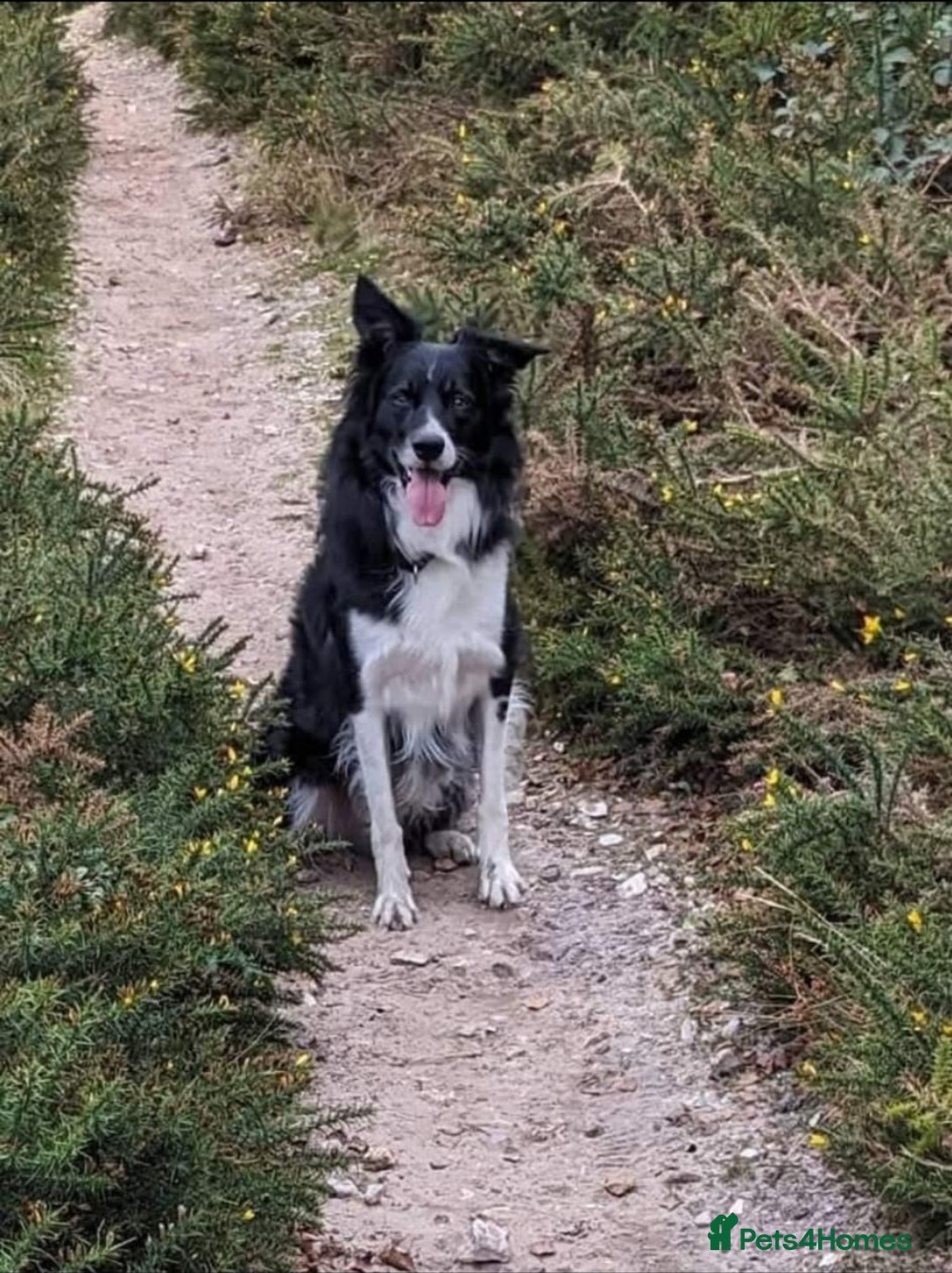 Border Collie dogs for sale: Border Collie puppy looking 4 loving forever home in Southampton - Image 10