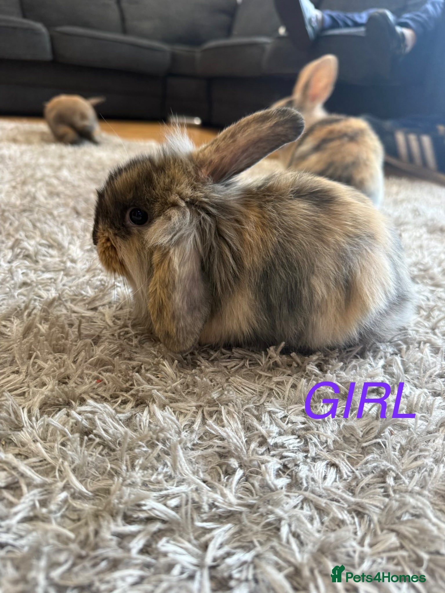 Mini Lion Lop rabbits 4 adorable bunnies for Sale 🩷💙 - Advert 1