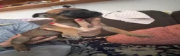 Mixed Breed dogs for sale: German Shepherd cross lurcher puppies  - Advert 16