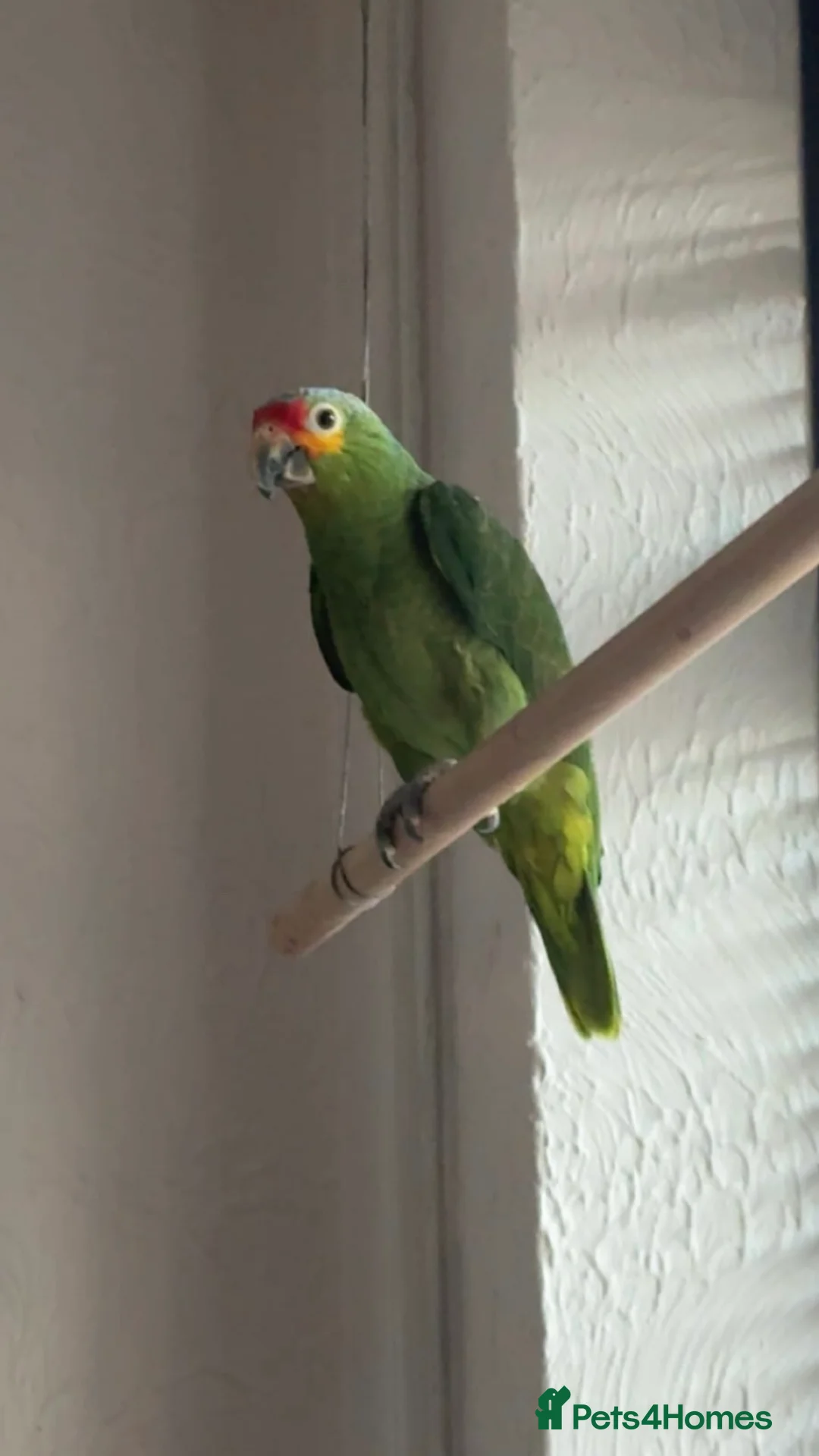 Parrots birds for sale: Pair of Amazon parrots  in Stoke-on-Trent - Advert 2