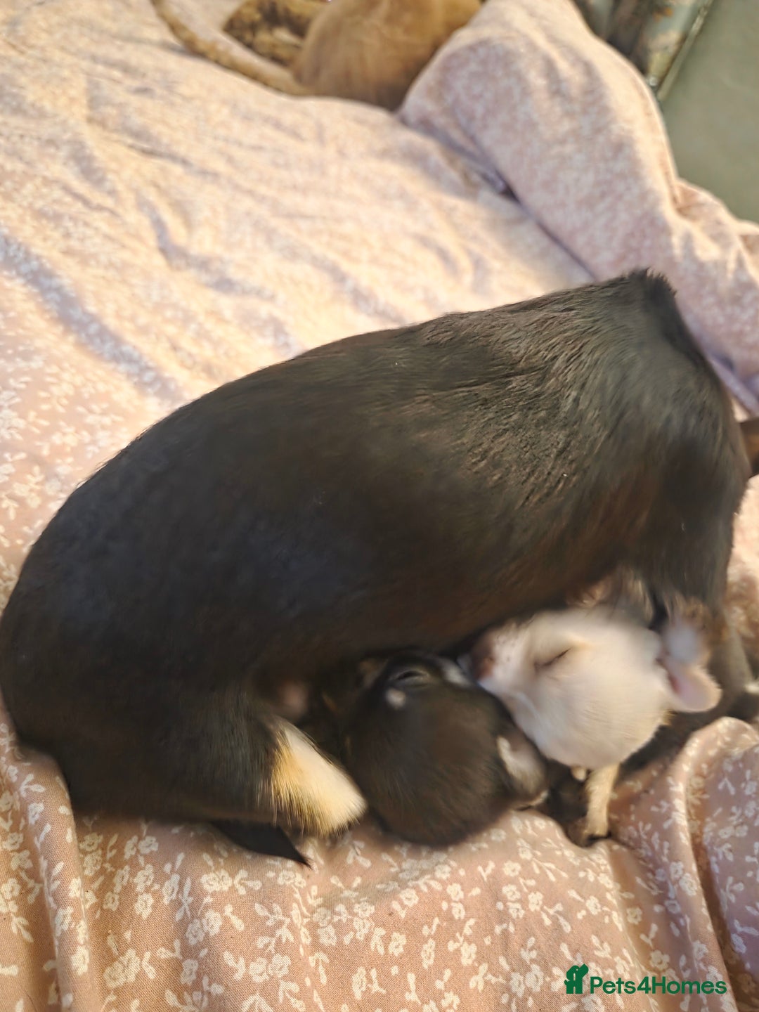 Chihuahua dogs for sale: 2 Tiny Male Chihuahuas (very small) - Advert 3